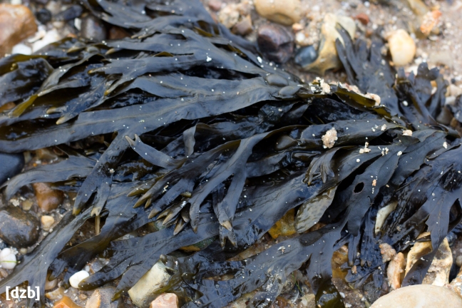 I also got carried away with taking photos of seaweed. lol